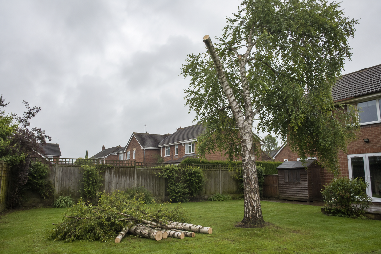 Small tree removal Foxrock